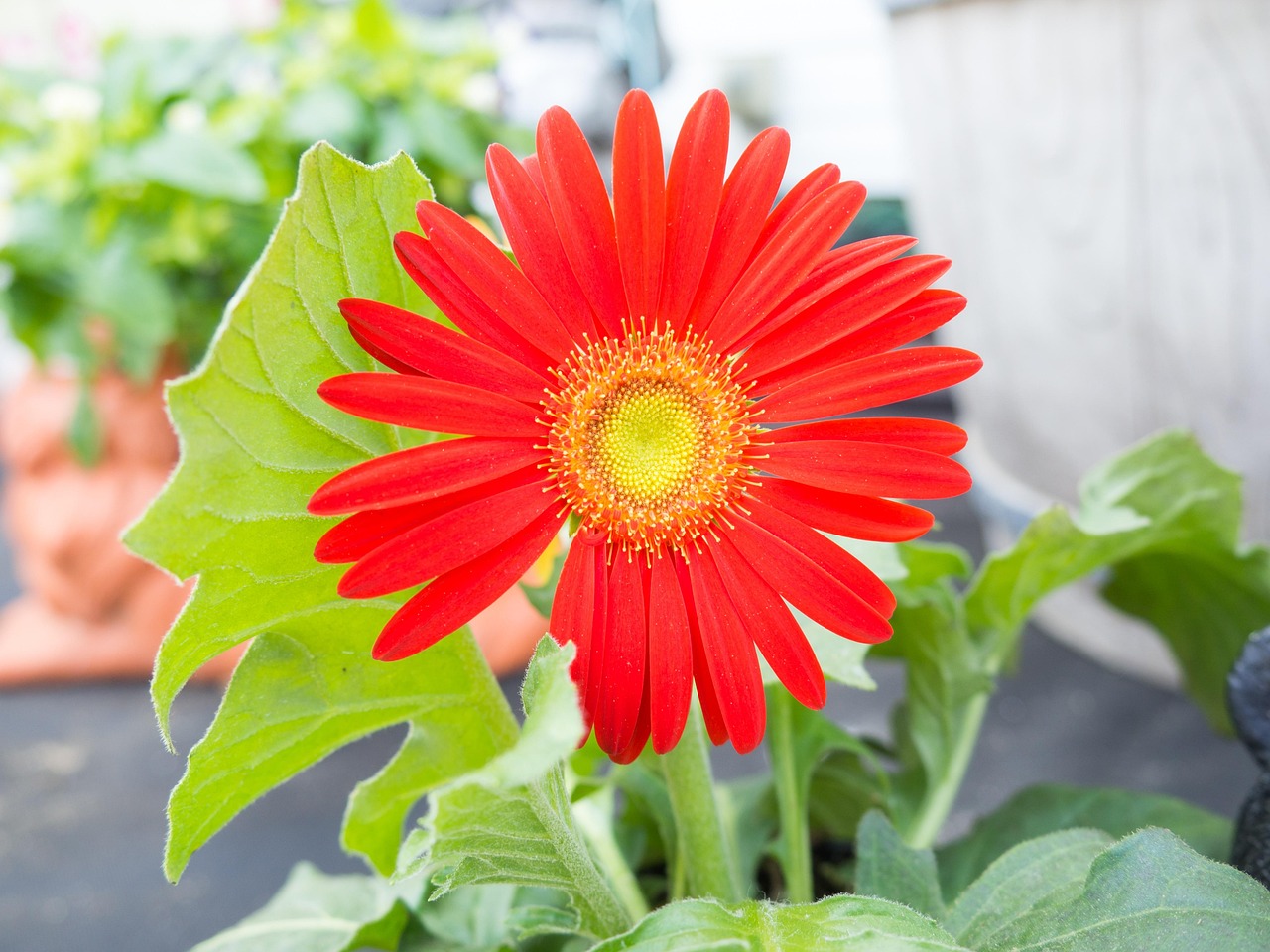 Gerbera Flower Blooming Free photo on Pixabay Pixabay