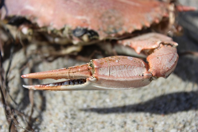 Krab, Zee, Dood, Klauw