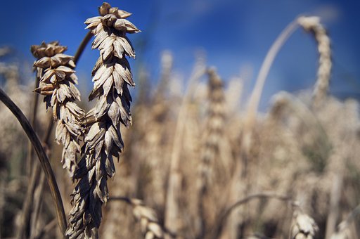 Free Summer Field photo and picture
