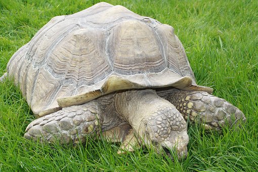 Free Turtle Nature photo and picture