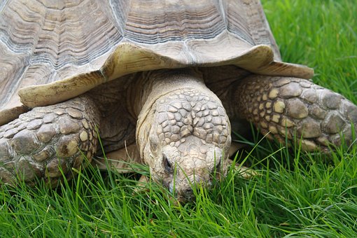 Free Zoo Animals photo and picture