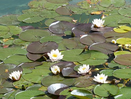 수련, Nymphaea, 떠 다니는 나뭇잎, 공장, 호 로즈, 연못, 물