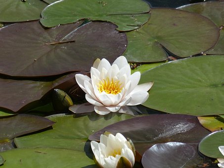 수련, Nymphaea, 떠 다니는 나뭇잎, 공장, 호 로즈, 연못, 물