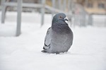 pidgin, bird, pigeon