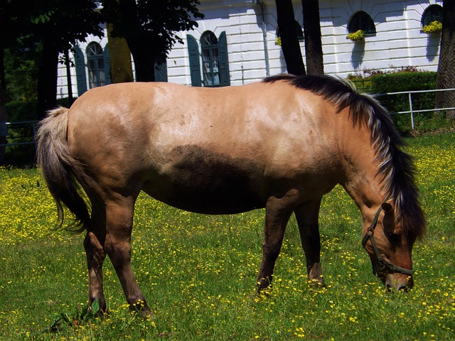Free Fjord Horses photo and picture