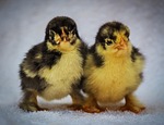 chick, bird, launchy