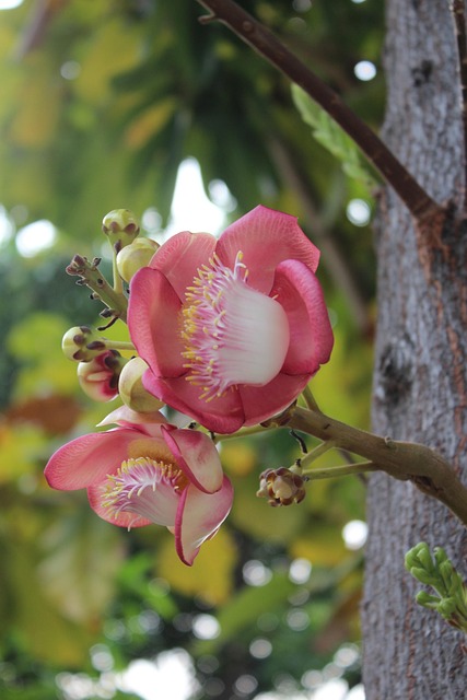 Blume, Natur, Feder, Natürlich, Sommer