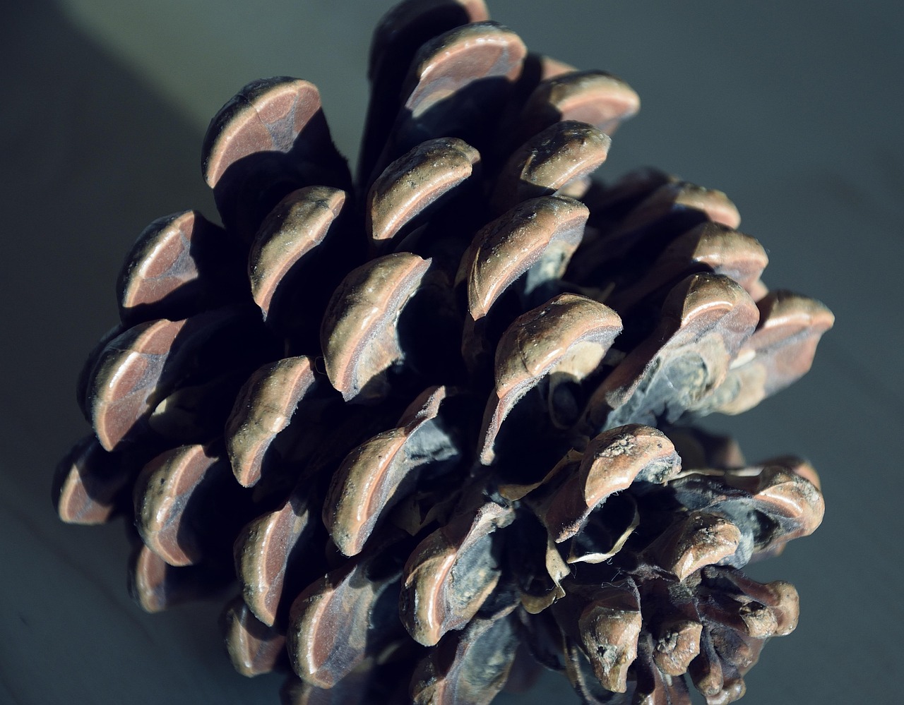 Piñas Piña Piñones - Foto gratis en Pixabay - Pixabay