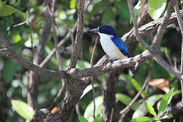 Free Kingfisher Bird photo and picture
