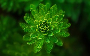 Fern, Leaves, Green, Nature, Purity