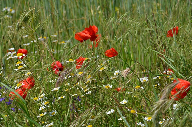 Free Meadow Green photo and picture