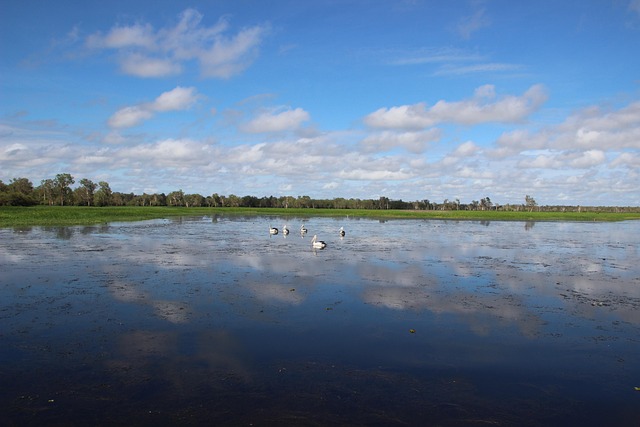Free Pelican Nature photo and picture