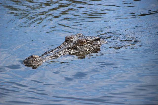Free Crocodile River photo and picture