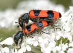 insects, beetles, trichodes