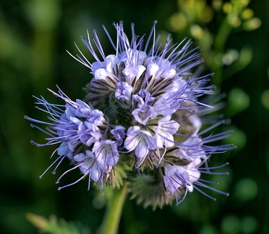 Free Phacelia Nature photo and picture
