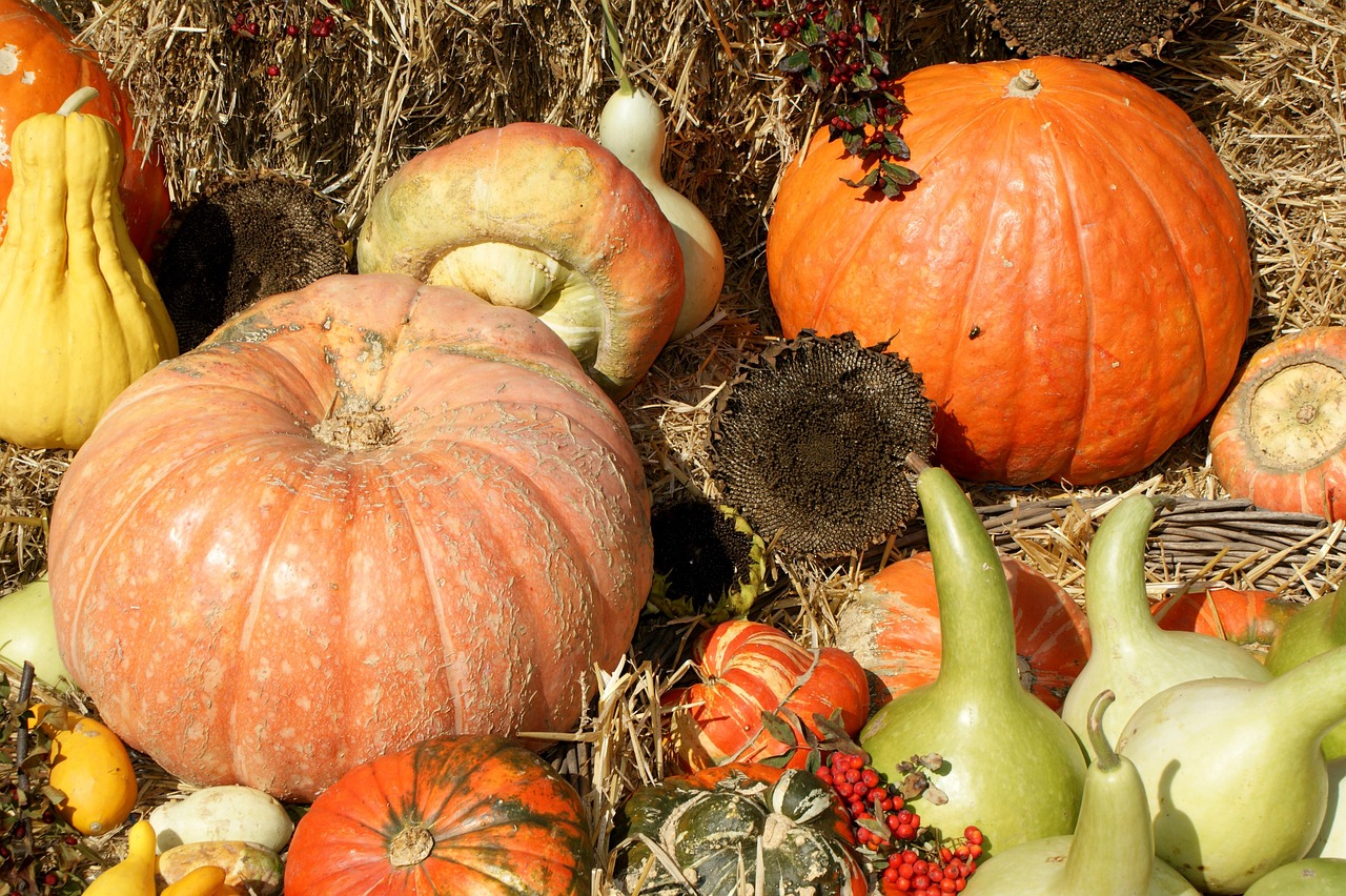 Pumpkins - free online jigsaw puzzle photo