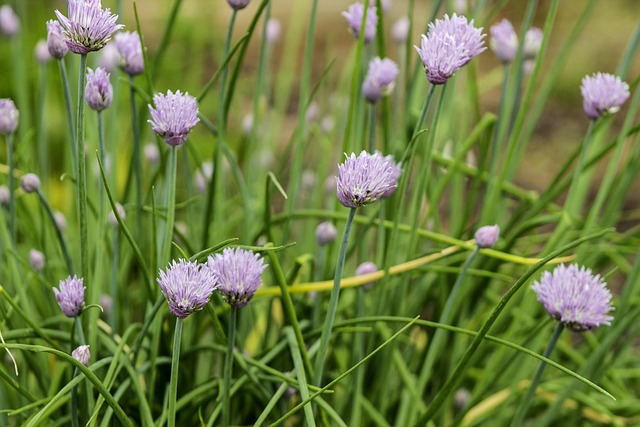 Free Wild Flowers Flower Wallpaper photo and picture