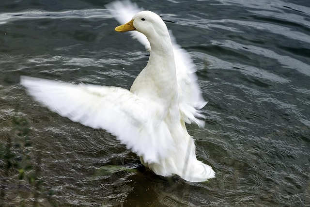 Free Duck Pond photo and picture
