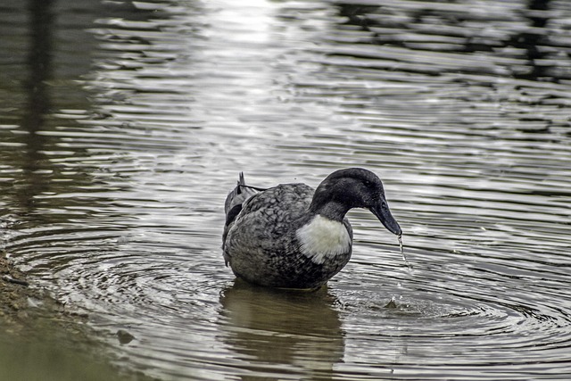 Free Duck Water photo and picture