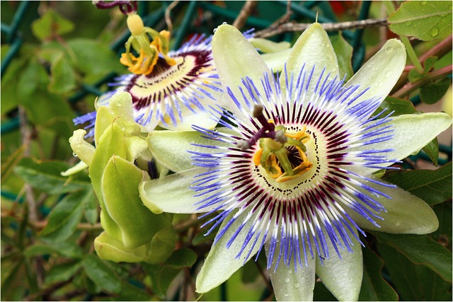 Free Flower Plant photo and picture