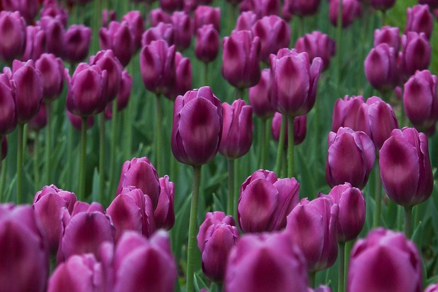 Free Tulips Flower Wallpaper photo and picture