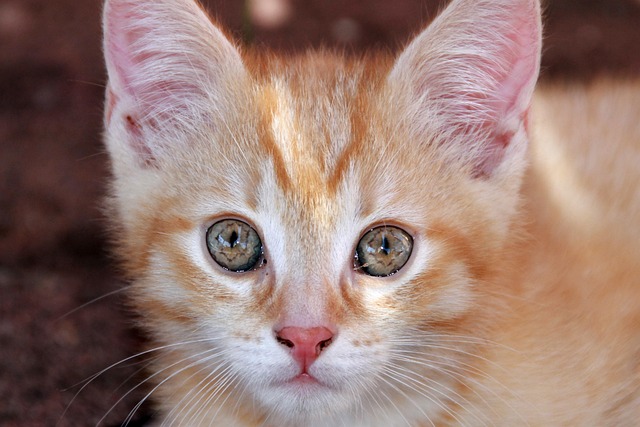 Free Eyes Animal photo and picture