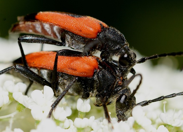 Insects Beetles Stictoleptura - Free photo on Pixabay - Pixabay