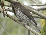australasian figbird female, wildlife, birds