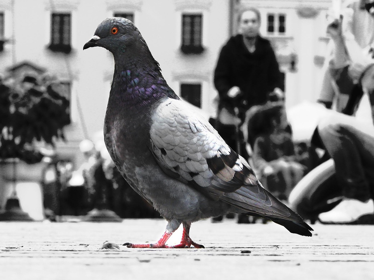 dove-822949_1280.jpg