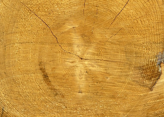 Free Trunk Tree photo and picture