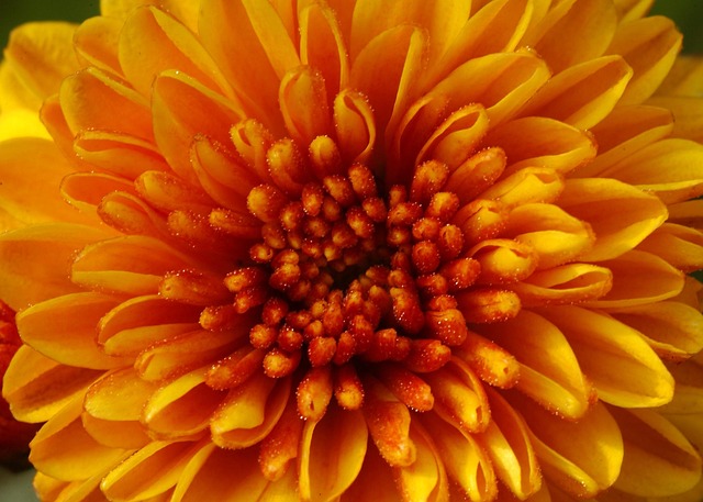 Free Flowers Yellow photo and picture