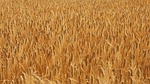 wheat, cornfield, field