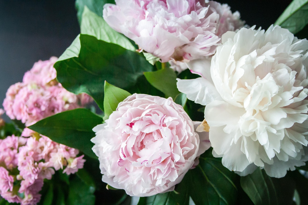 Plus De 200 Images De Bouquet De Pivoines Et De Pivoines Pixabay