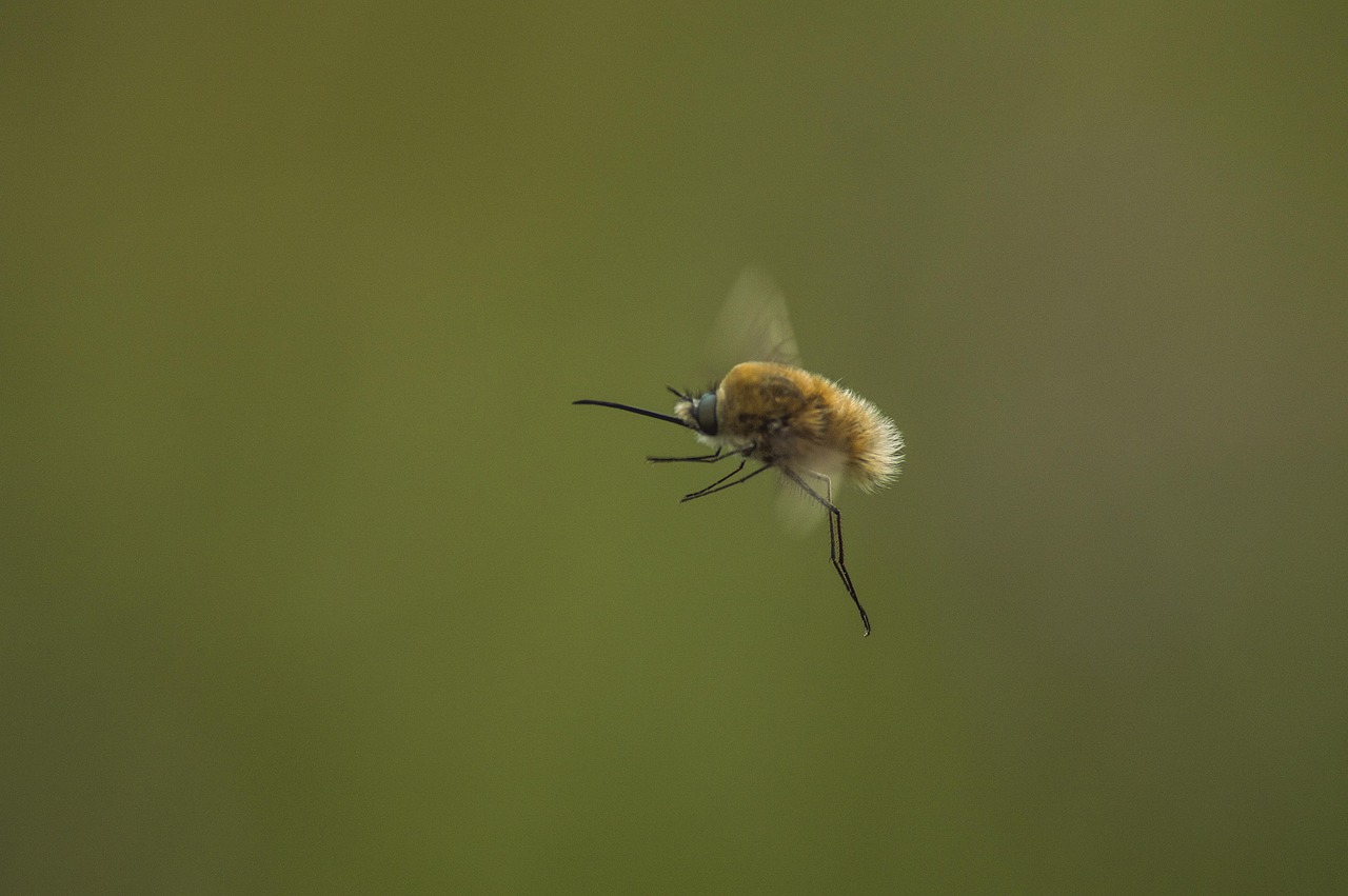 Insect Flying Nature - Free photo on Pixabay