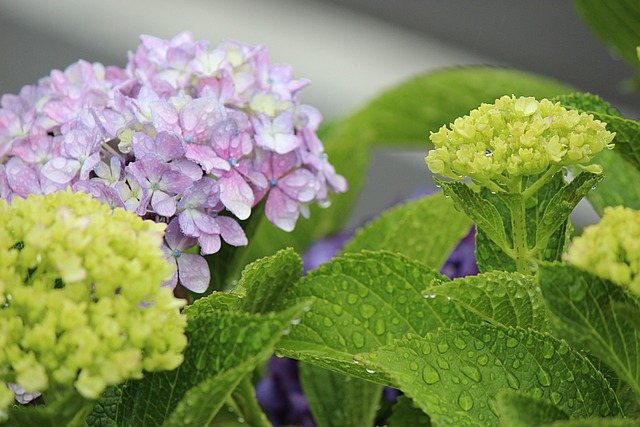 Hortensia, Fukushima, Lluvia