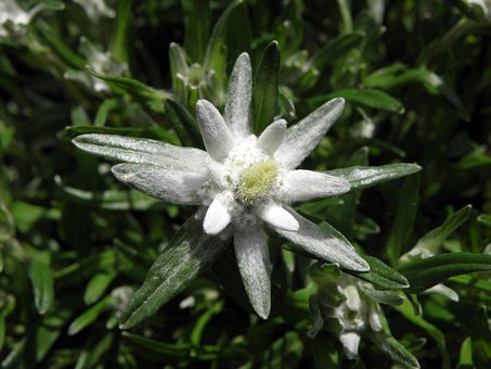 Free Edelweiss Flower Wallpaper photo and picture