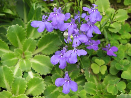 Free Lobelia Flowers photo and picture