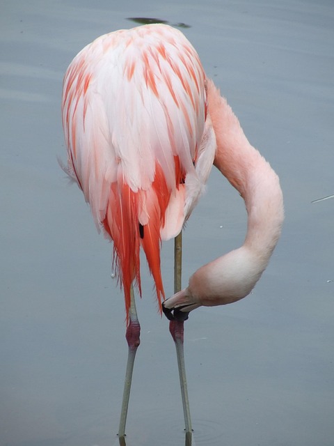 Free Flamingo Bird photo and picture