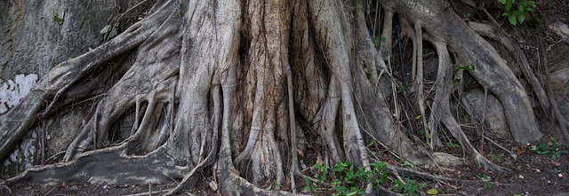 Free Source Tree photo and picture