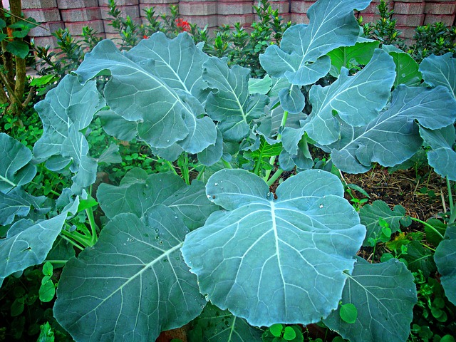 Free Kale Vegetable photo and picture