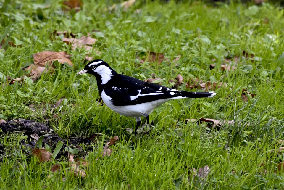 Birds Melbourne Australia Free photo on Pixabay Pixabay