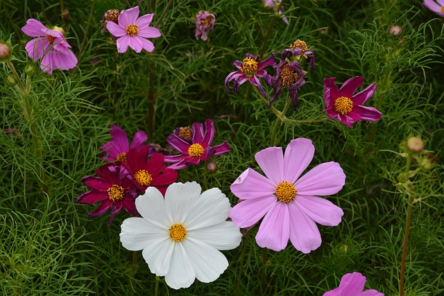 Flower Gesanghua The Scenery - Free photo on Pixabay