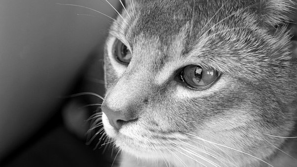 Free Cat Animal photo and picture