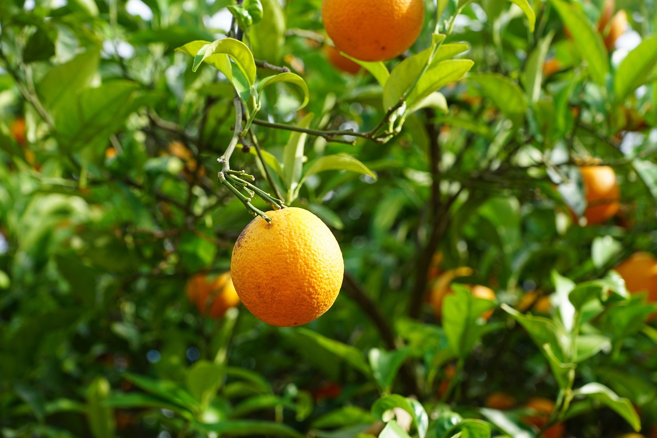 Tangerine Tree Citrus Fruits Free photo on Pixabay Pixabay