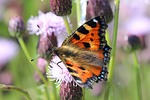 painted lady, thistle flower, butterfly