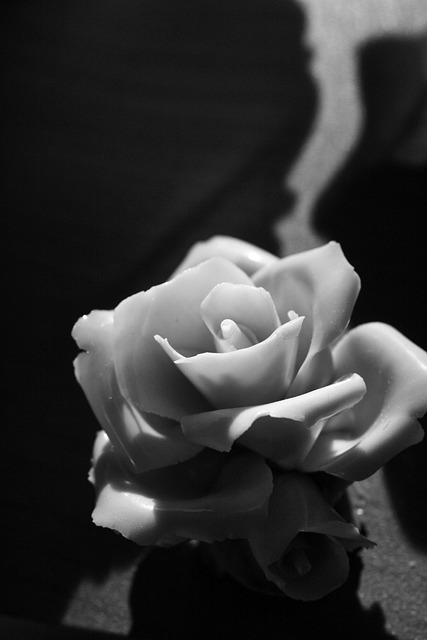 Rosado, Flor, Blanco Negro, Bianca