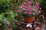 margaritte, flowerpot, terracotta
