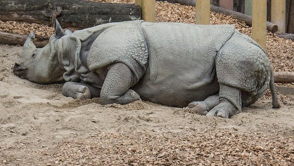 Free Rhino Animal photo and picture