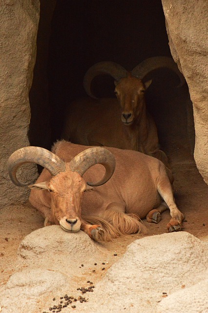 Free Goat Zoo photo and picture