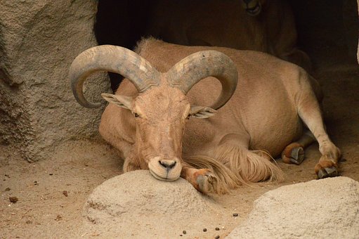 Free Goat Zoo photo and picture